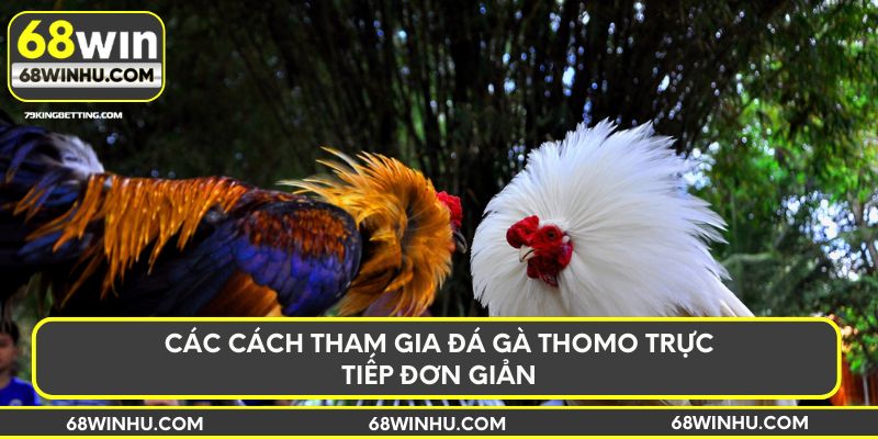 Các cách tham gia đá gà Thomo trực tiếp đơn giản